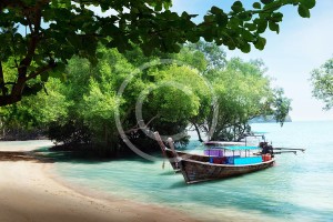 bigstock-tree-in-water-and-long-boats-o-28701590